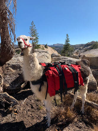About pack (Ccara) llamas
